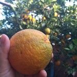 Citrus aurantiaca Fruto