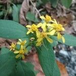 Solidago caesia Цвят