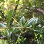 Rhaphithamnus spinosus Otro