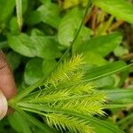 Cyperus hermaphroditus Blomst