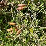 Crotalaria pumila Fruto