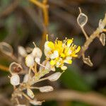 Alyssum argenteum 花