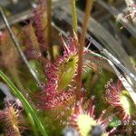 Drosera anglica Yaprak