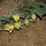 Passiflora cirrhiflora