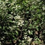 Ageratina adenophora Хабит