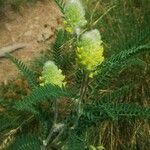 Astragalus alopecurus Habit