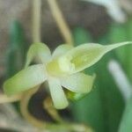 Angraecum moandense Flor