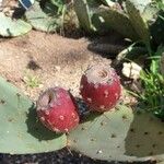 Opuntia engelmannii Fruit