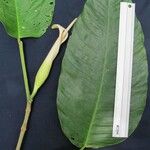 Philodendron inaequilaterum Прочее