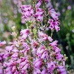 Erica australis Çiçek