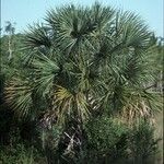 Sabal palmetto عادت داشتن