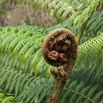 Dicksonia antarcticaЛіст