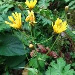 Hieracium neocerinthe Flower