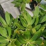 Echium hypertropicum Folha