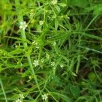 Thesium linophyllon برگ