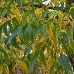 Carya illinoinensis Likasa