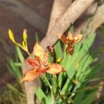 Iris domestica Fleur