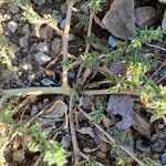 Amaranthus albus Bark