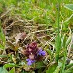 Ajuga reptansBlomma