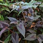 Persicaria microcephala Habitus