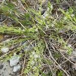 Thesium rostratum Habit