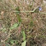 Cichorium endivia Blad