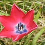 Tulipa montisandrei 花