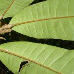 Conchocarpus nicaraguensis Blad