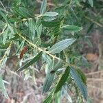 Salix rosmarinifolia पत्ता