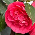 Camellia sasanquaFleur