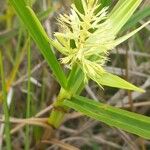 Scleria stipularis Blüte