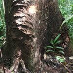 Cylicodiscus gabunensis 樹皮