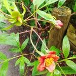 Paeonia delavayi Іншае