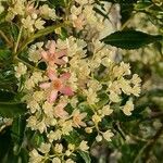 Ceratopetalum gummiferum Flor