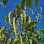 Erythrina crista-galli Frukt