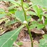 Struchium sparganophorum Blodyn