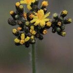 Pilosella cymosa Flor
