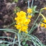 Narcissus gaditanus Flower