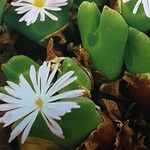 Conophytum regale Квітка