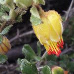 Darwinia virescens Flor
