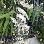 Buddleja salviifolia Blatt