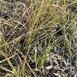 Carex utriculata Habit