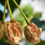 Tilia platyphyllos Fruit