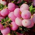 Gaultheria mucronata Fruit