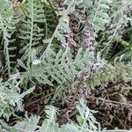 Achillea clypeolata Feuille