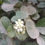 Rubus ellipticus 花