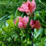 Rhododendron calendulaceum Likasa