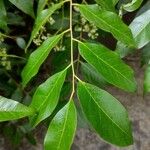 Toona ciliata Leaf