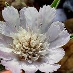 Lomelosia argentea Цвят