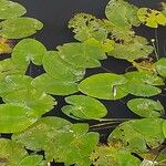 Nuphar lutea Levél